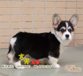 北京三色柯基幼犬選購指南 京博犬舍與北京涵柯的專業服務